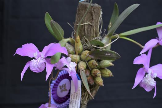 Laelia