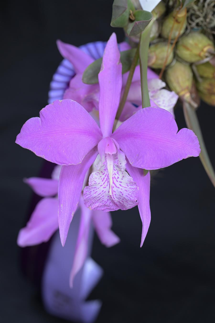Laelia