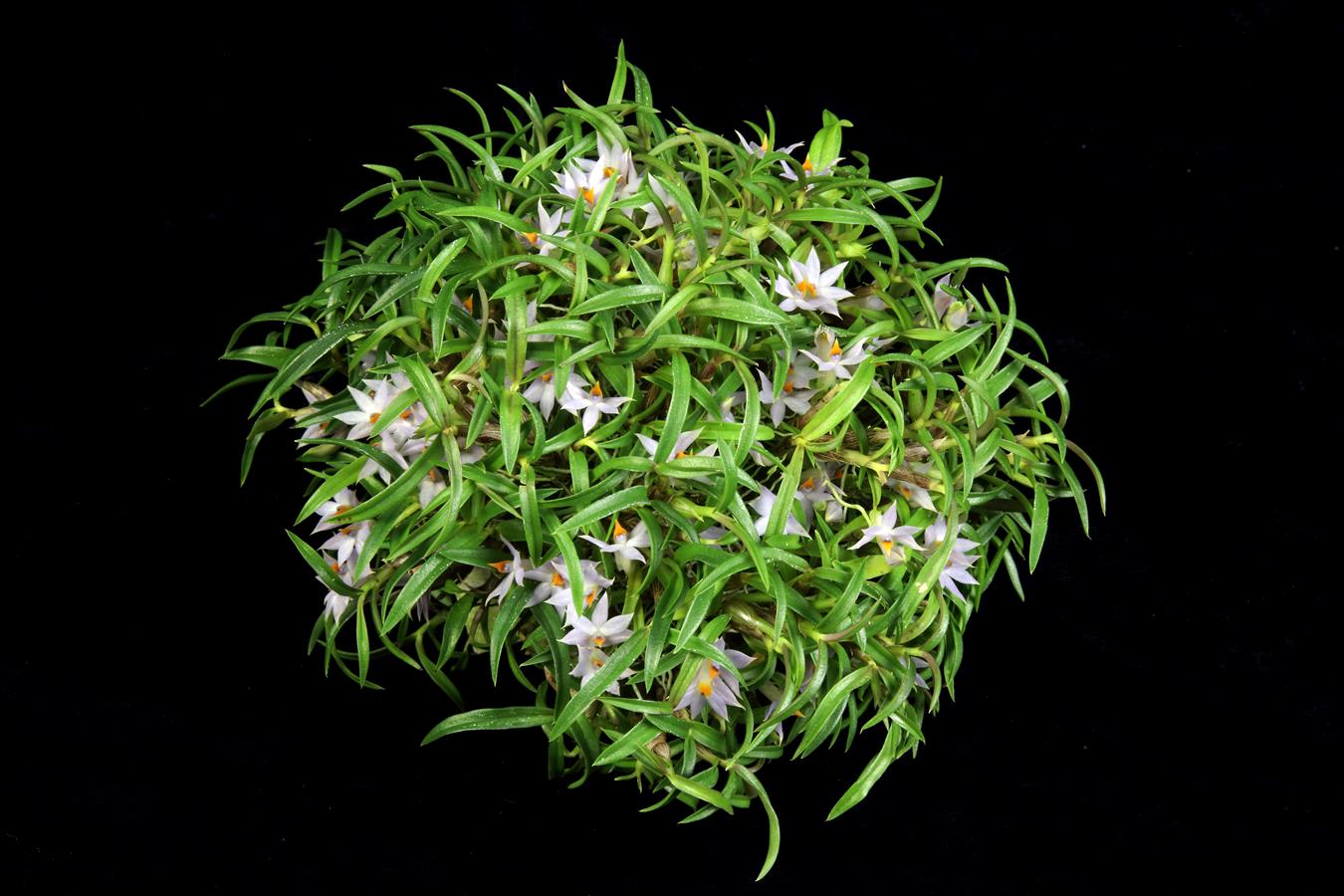Dendrobium
