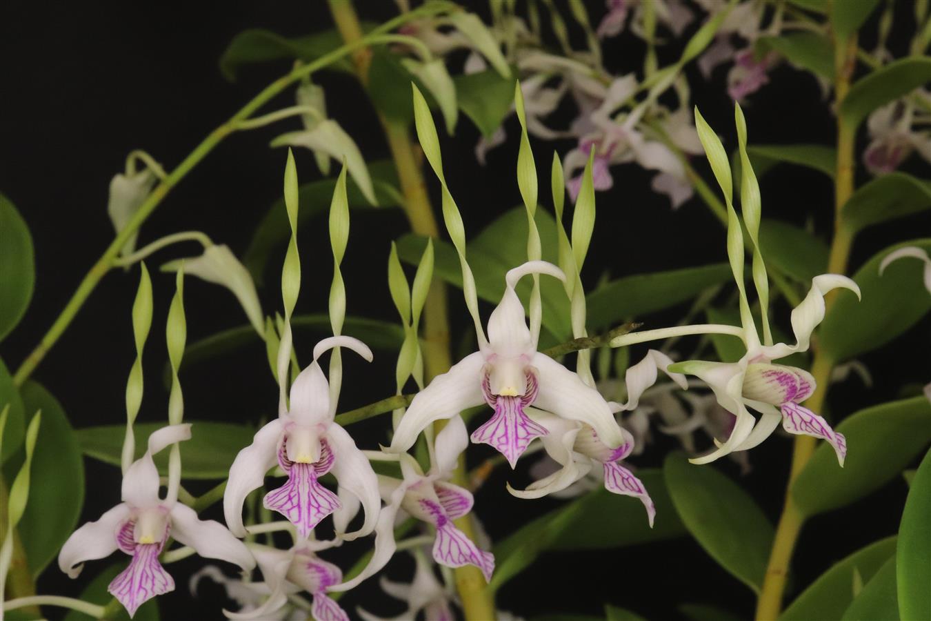 Dendrobium