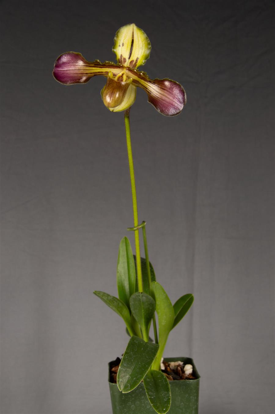 洋蘭 Paph パフィオ Paphiopedilum delenatii 'Bon Ami' AM⁄AOS 2株 洋