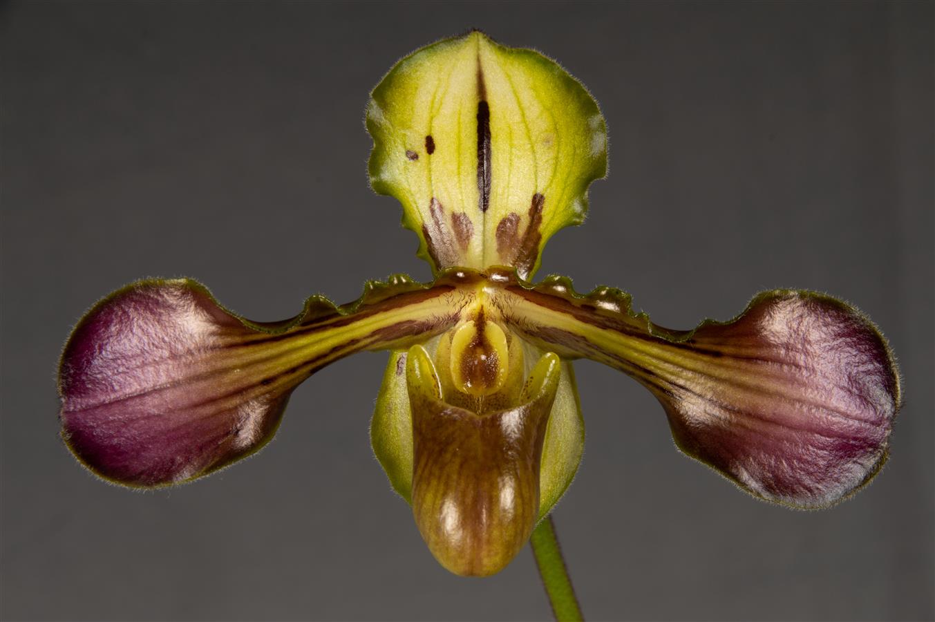洋蘭 Paph パフィオ Paphiopedilum delenatii 'Bon Ami' AM⁄AOS 2株 洋