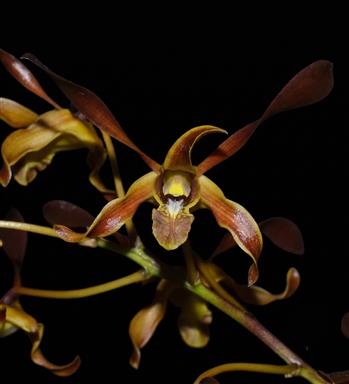 Dendrobium