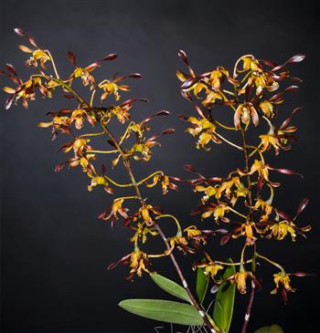 Dendrobium