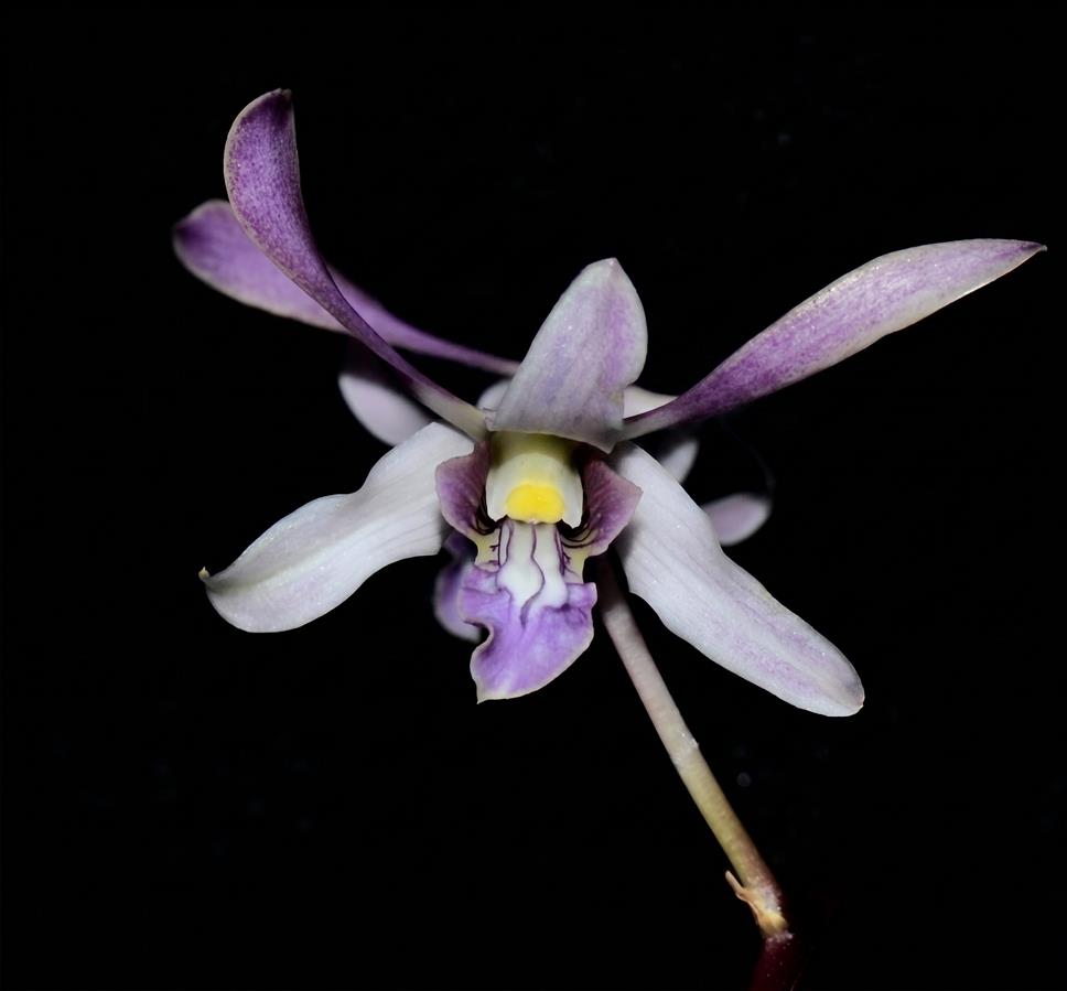 Dendrobium