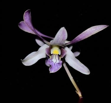 Dendrobium