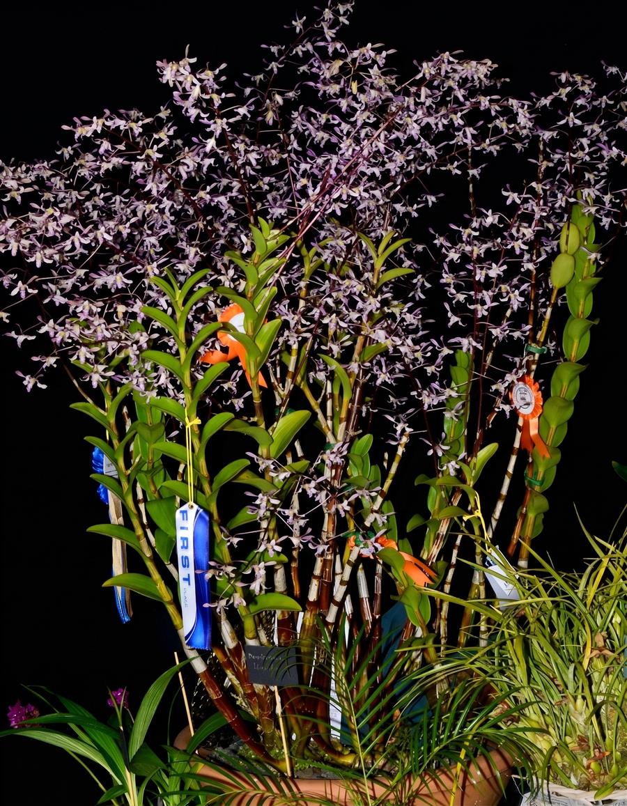 Dendrobium