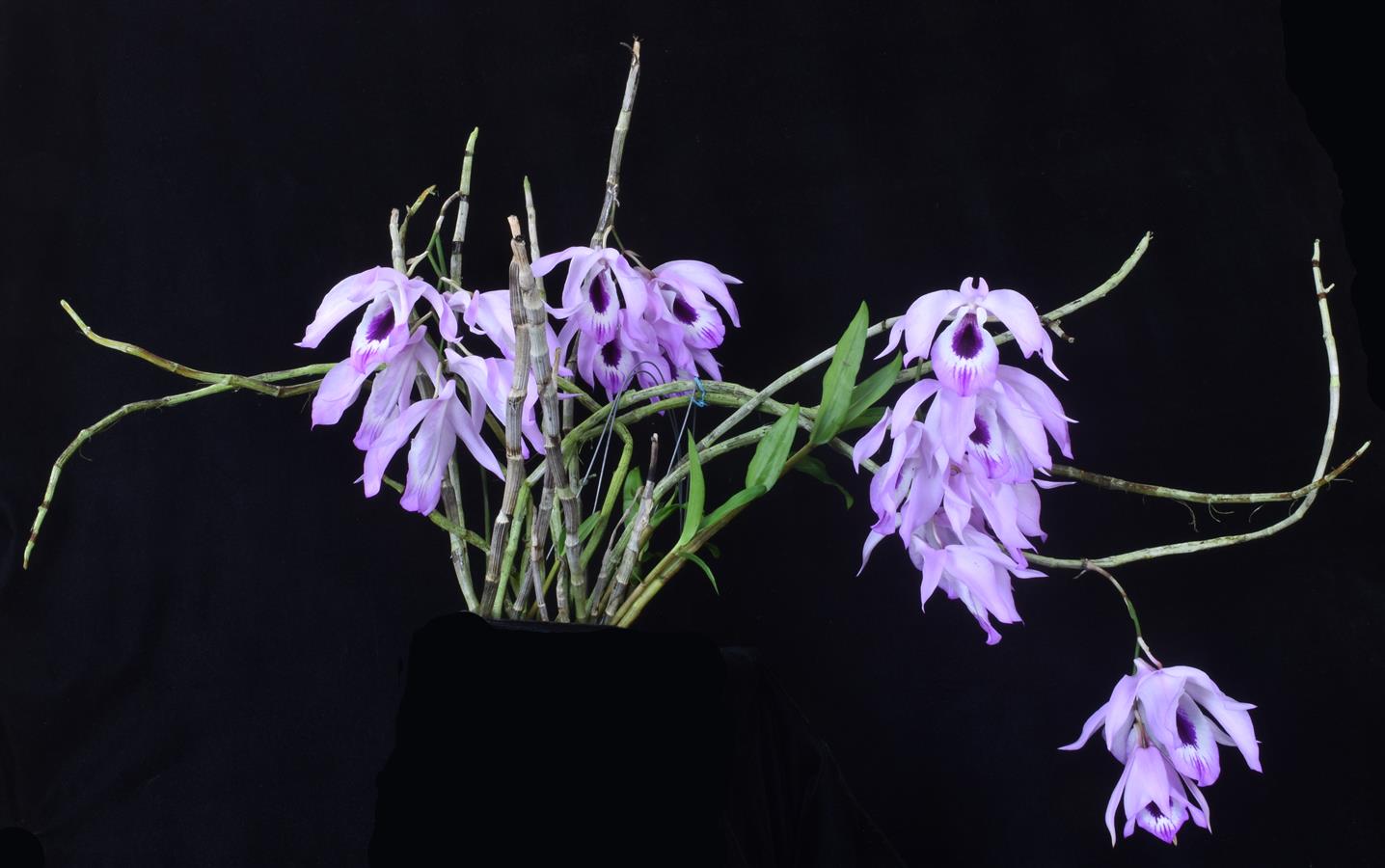 Dendrobium