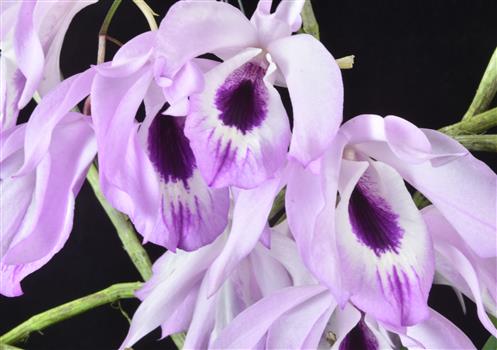 Dendrobium