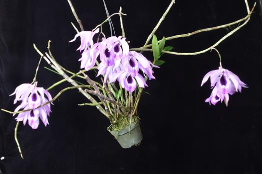 Dendrobium
