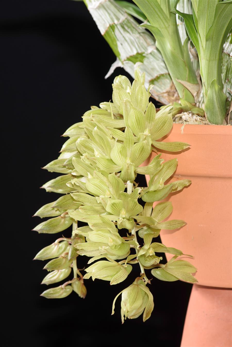 Clowesia