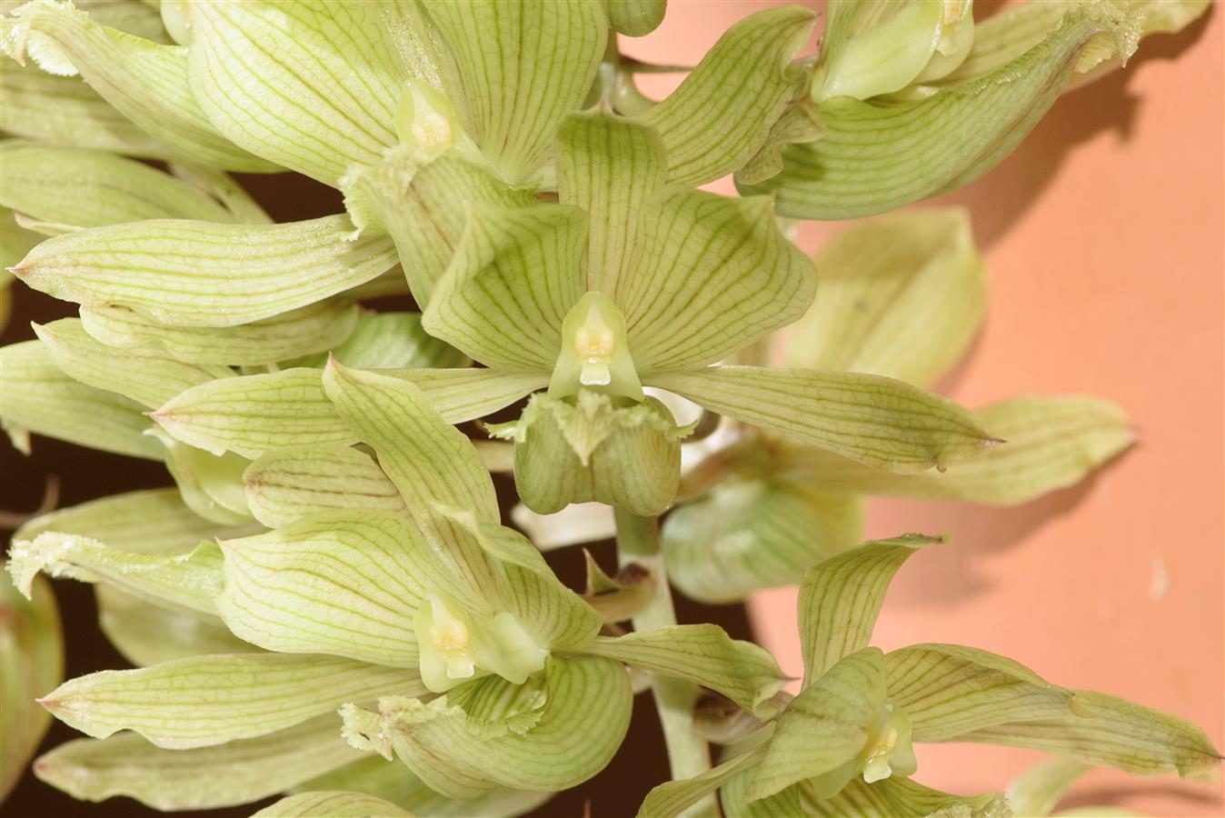 Clowesia