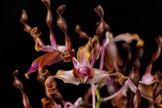Dendrobium
