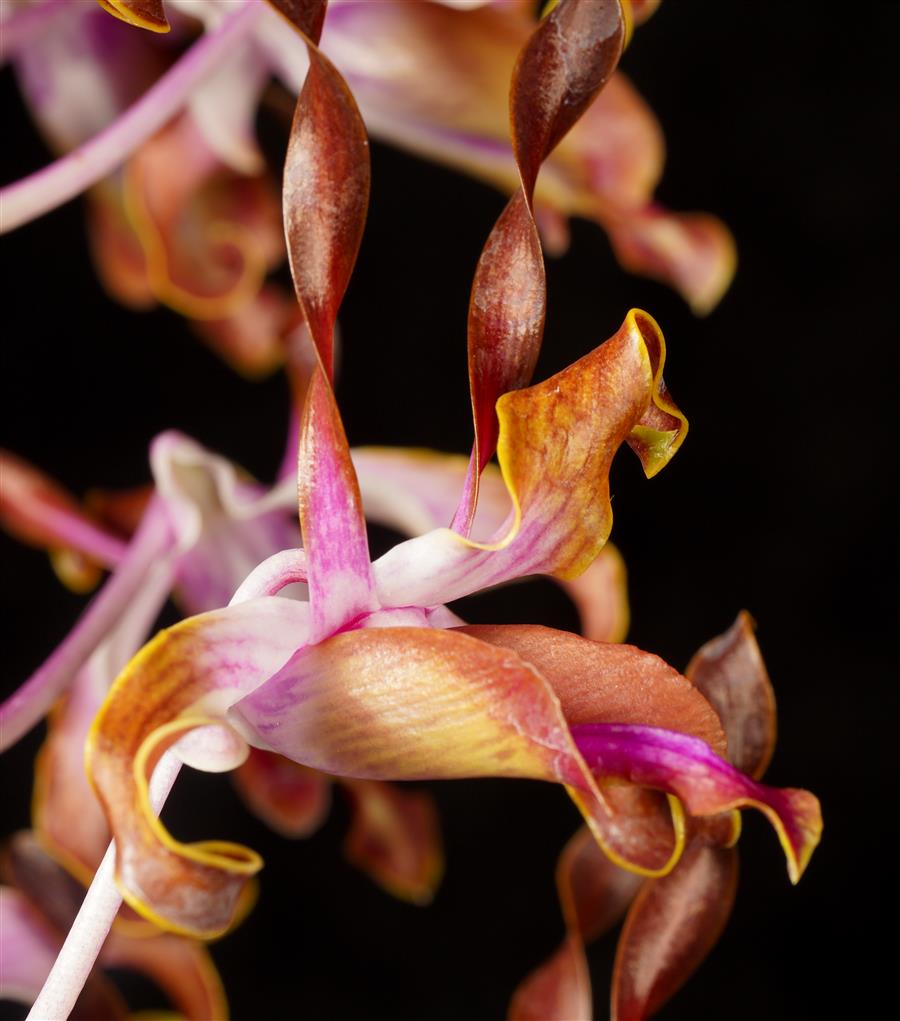 Dendrobium