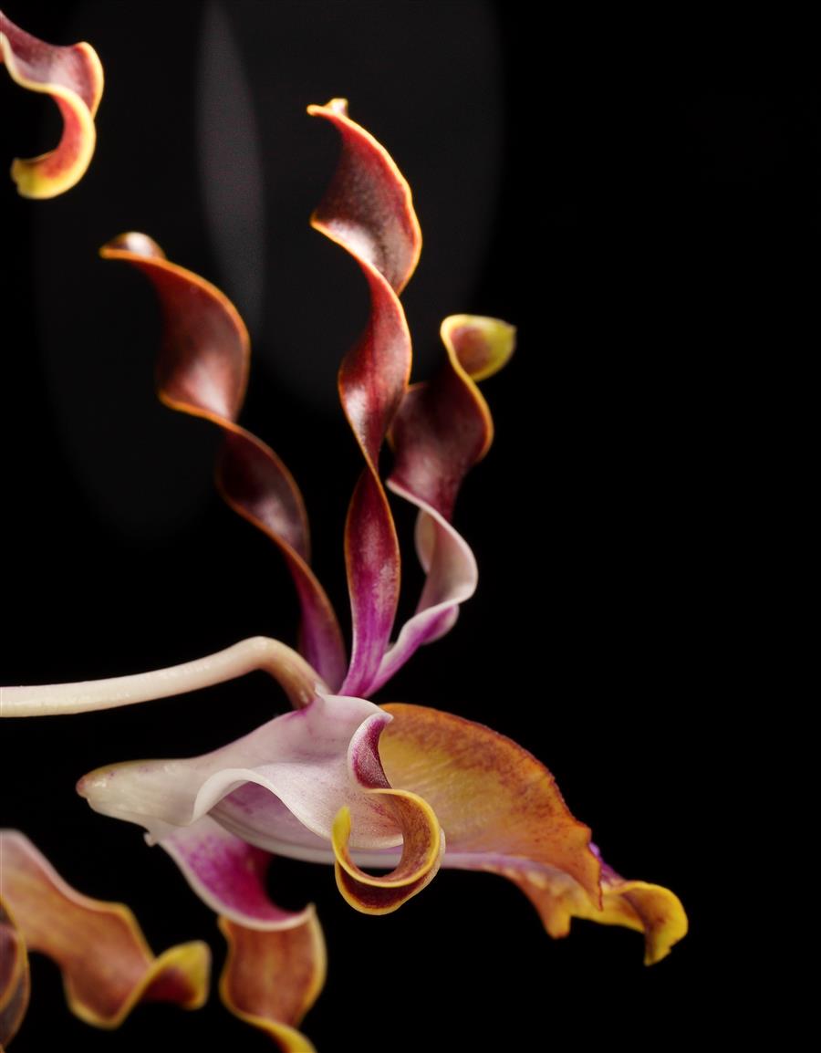 Dendrobium