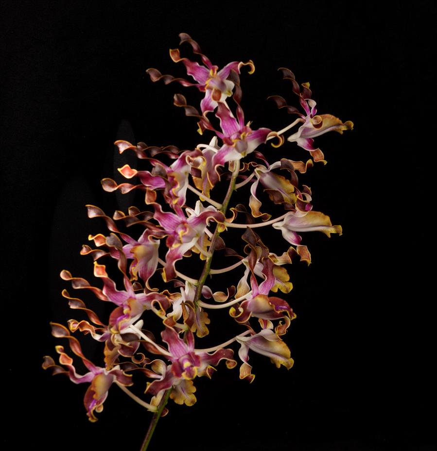 Dendrobium