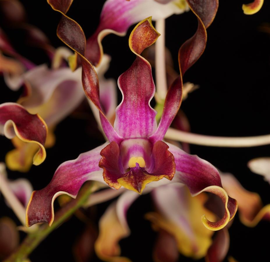 Dendrobium