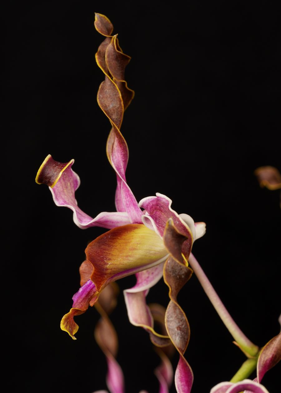 Dendrobium