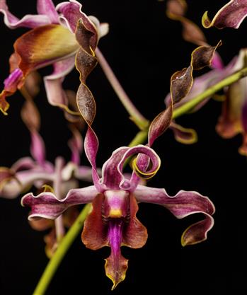 DENDROBIUM様 T.chapeuensis 20262854_thumb.jpg