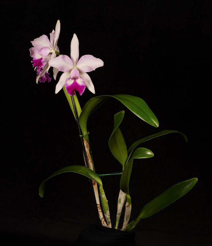 Cattleya
