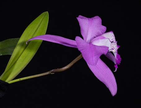 Laelia