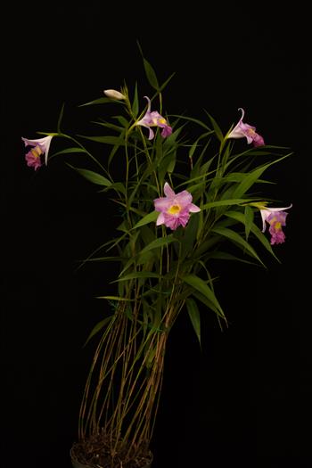 Sobralia