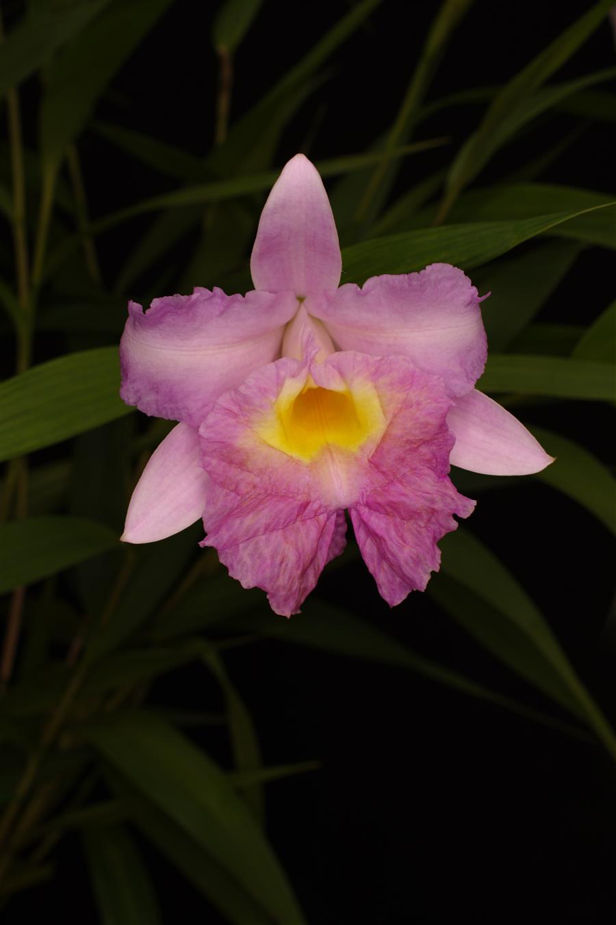 Sobralia