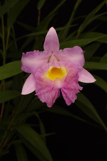 Sobralia