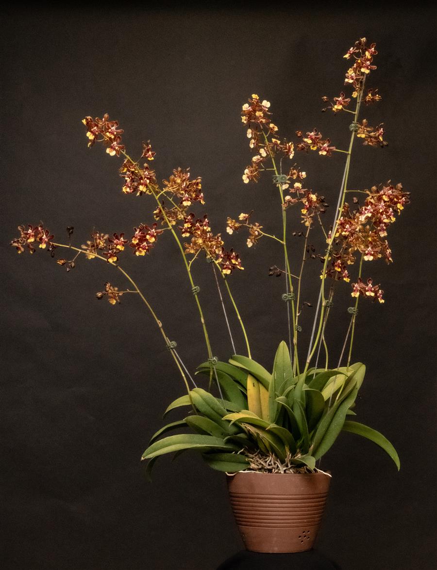 Trichocentrum