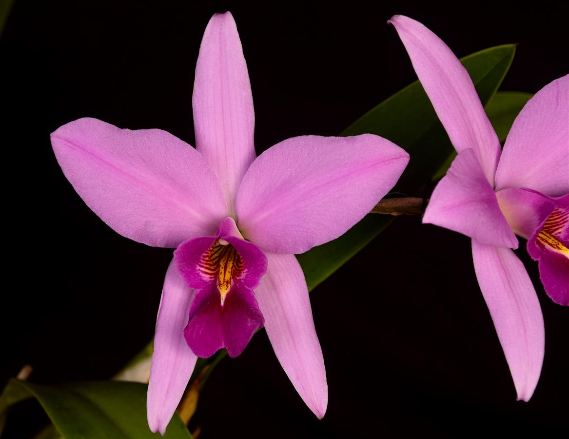 Laelia