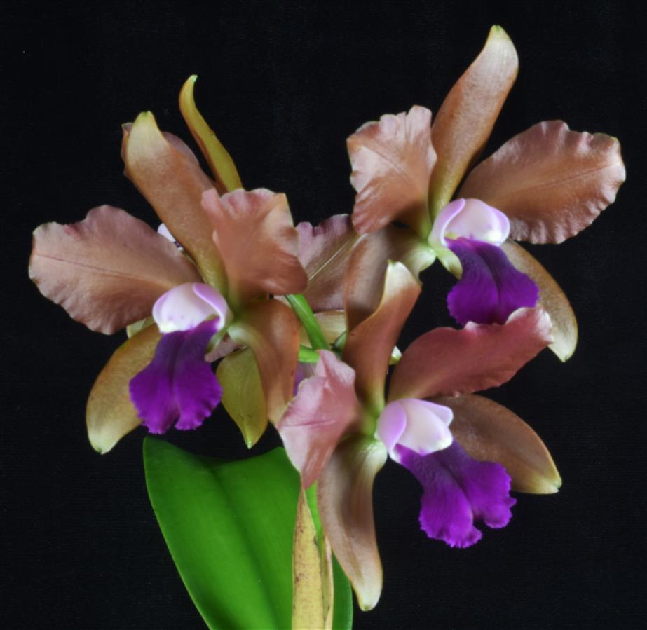 Cattleya