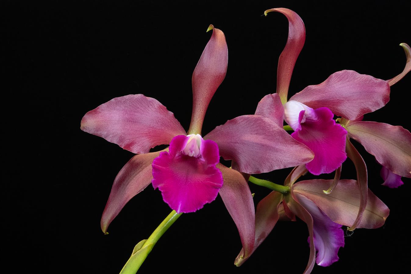 Cattleya Cattleya