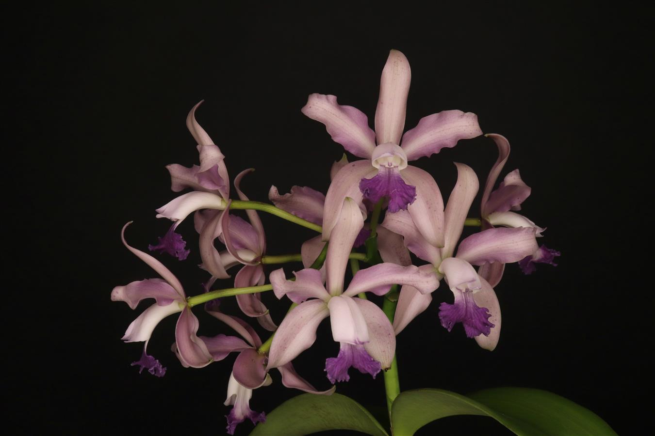 Cattleya